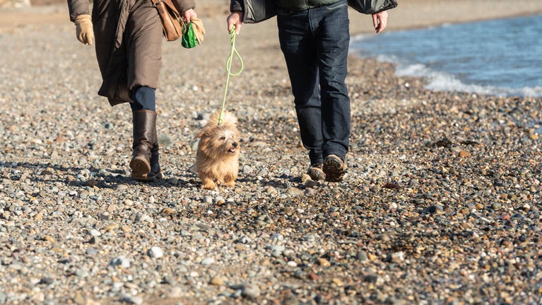 A small dog on a lead being walked by a couple on a shingle beach